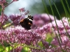 2017 Bangsbo Botaniske Have Frederikshavn Denemarken