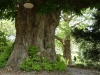 2024 Hortus Botanicus Leiden