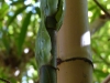 2014 Jardin Majorelle Marrakech Marokko