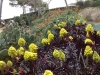 2024 Jardi Botanic de Cap Roig, Calella de Palafrugell Spanje