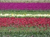 Noordoostpolder, Tulpenroute