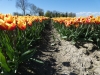 Noordoostpolder, Tulpenroute