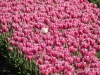 Noordoostpolder, Tulpenroute