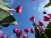 Noordoostpolder, Tulpenroute